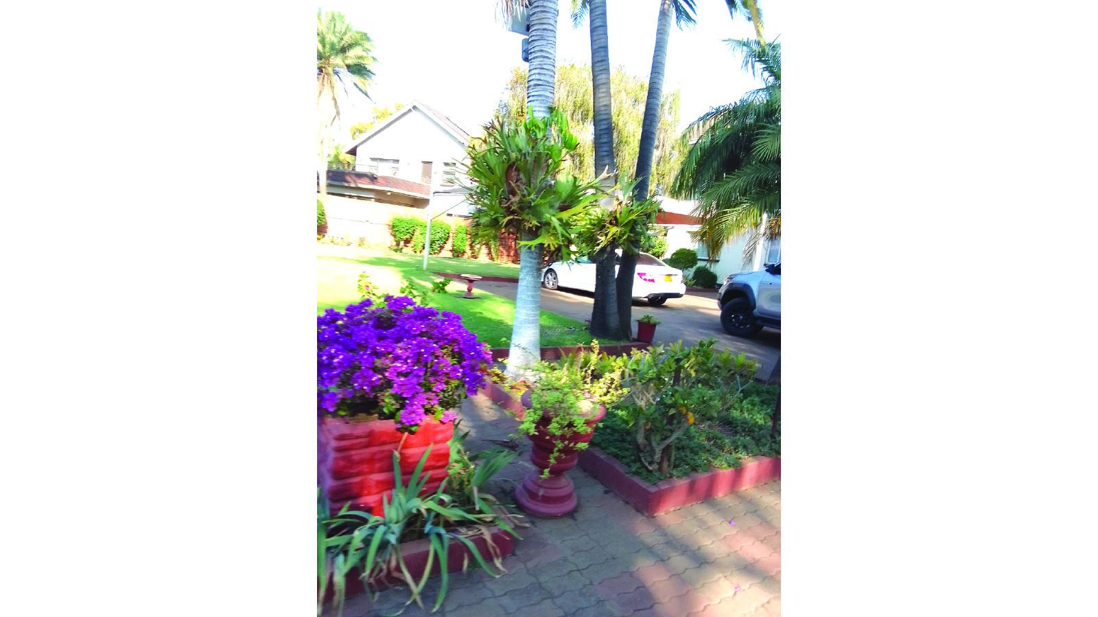 Grow the drought-tolerant bougainvillea this summer