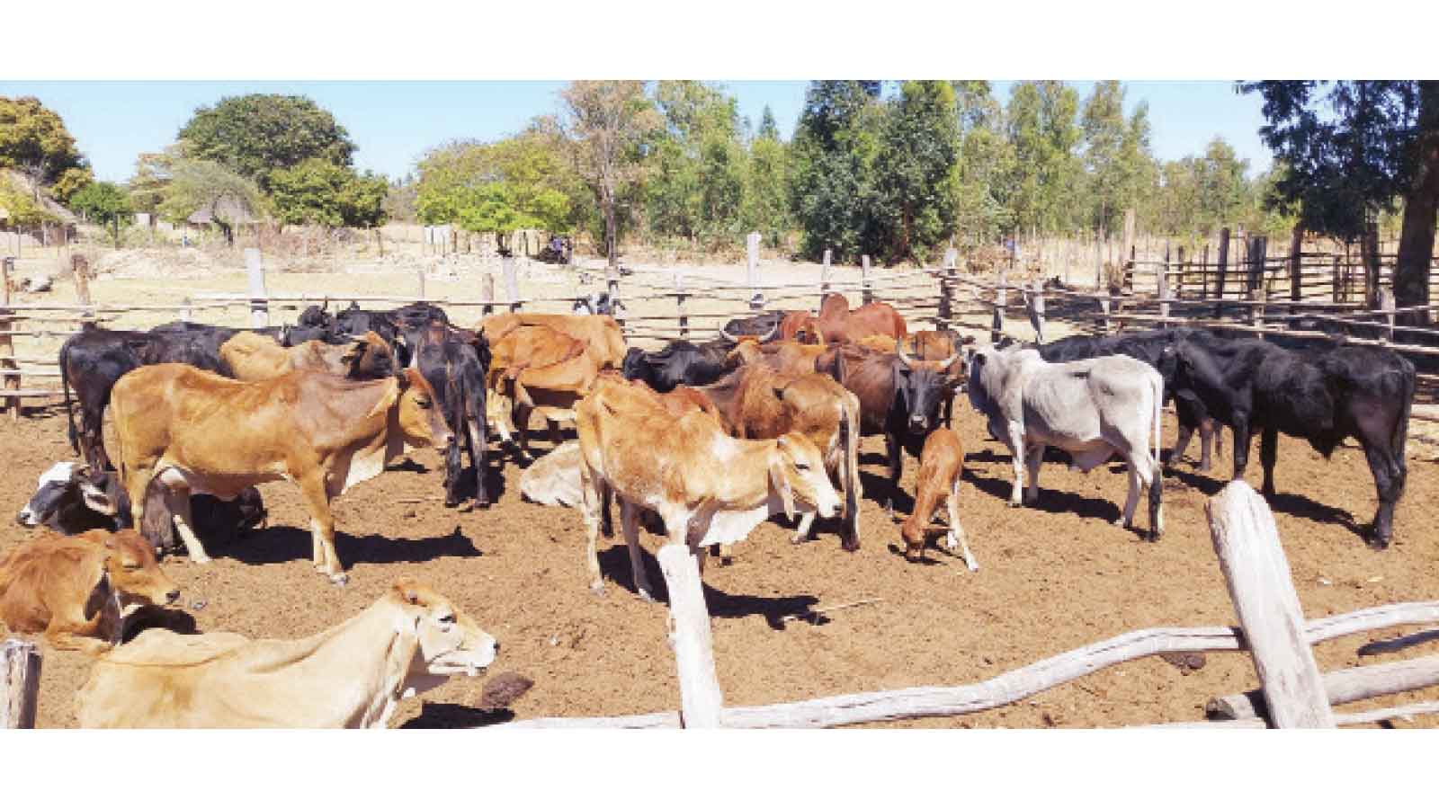 Regional livestock threats prompt heightened surveillance