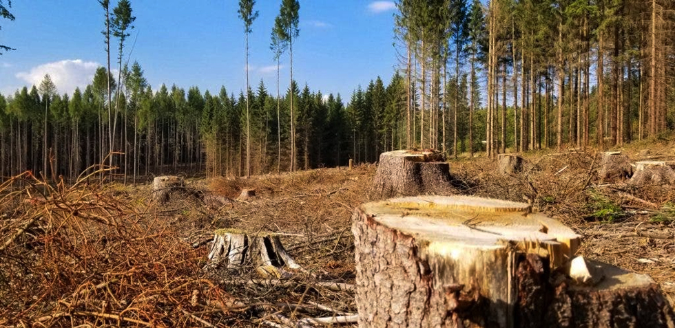 The country is experiencing a critical domestic supply shortage, caused by over-cutting, inadequate replanting, and destructive veld fires, leading to the depletion of timber reserves, primarily in the Eastern Highlands