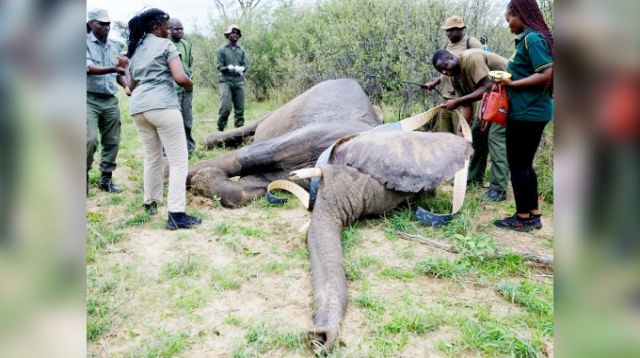 GPS collars transform jumbos conservation