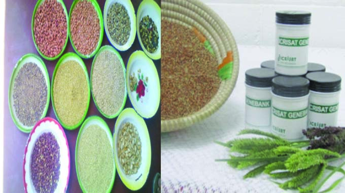 Seeds of resilience: Traditional grains and the importance of genetic conservation in Zimbabwe