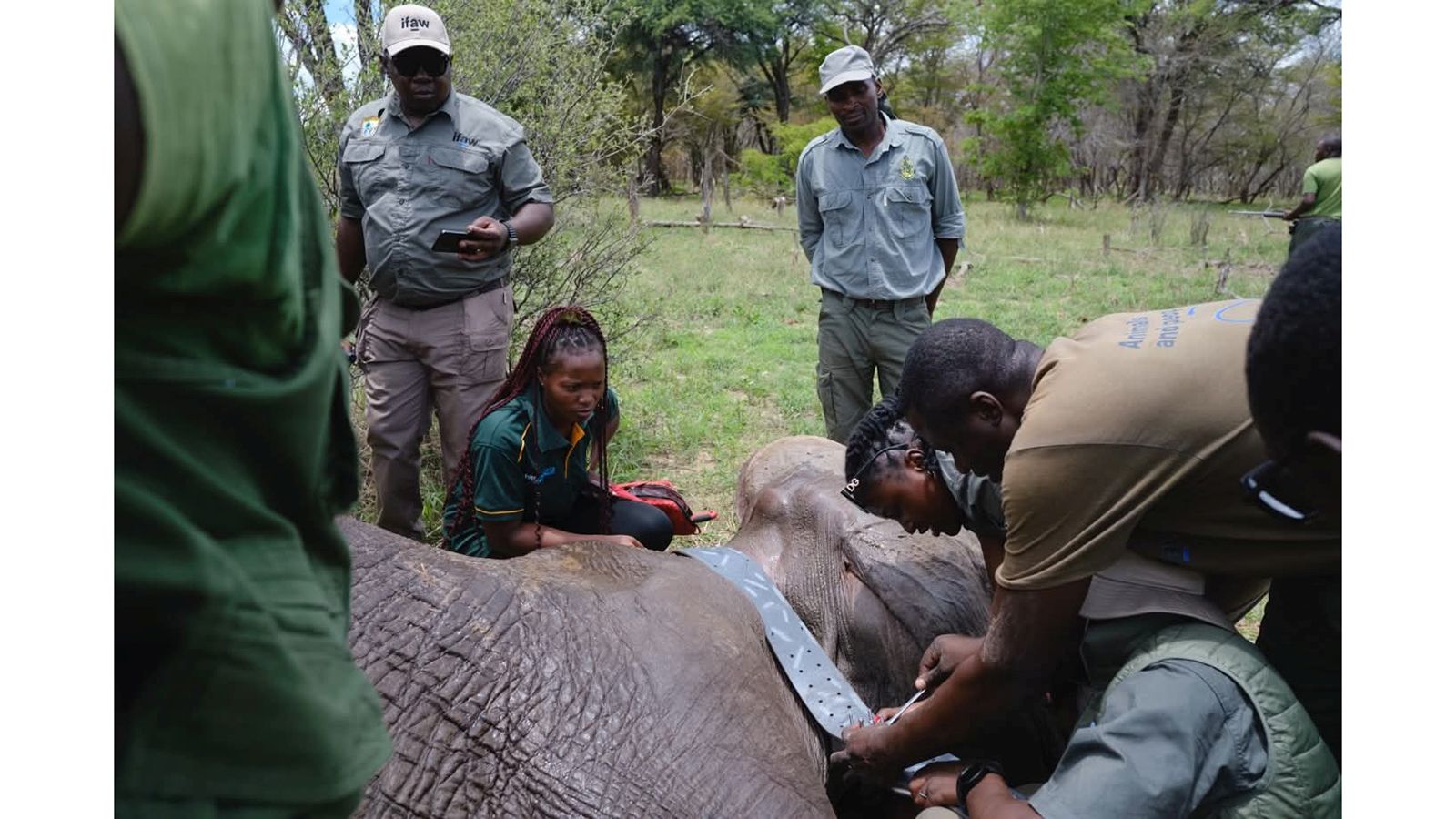 Hwange elephants fitted with GPS collars to strengthen conservation efforts