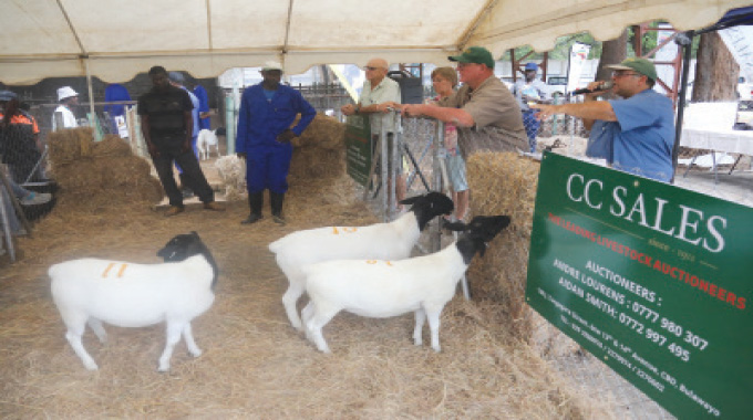 Dorper sheep auction held in Matabeleland after 13-year absence : n Most expensive ram went for US$1 800