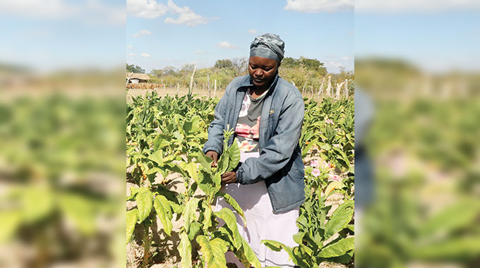 Tobacco could become US$7bn industry in 5yrs