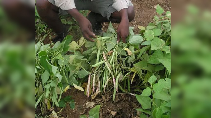 Zimbabwe  farmers turn to iron-rich beans