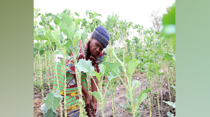 From beer gardens to food gardens: How Bulawayo’s women are feeding the city