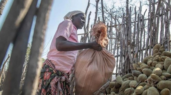 From baobab to seed bank: A promising season dawns in Binga