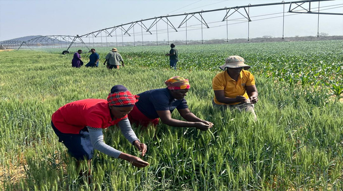 Climate-smart irrigation brings relief to women farmers in Matobo