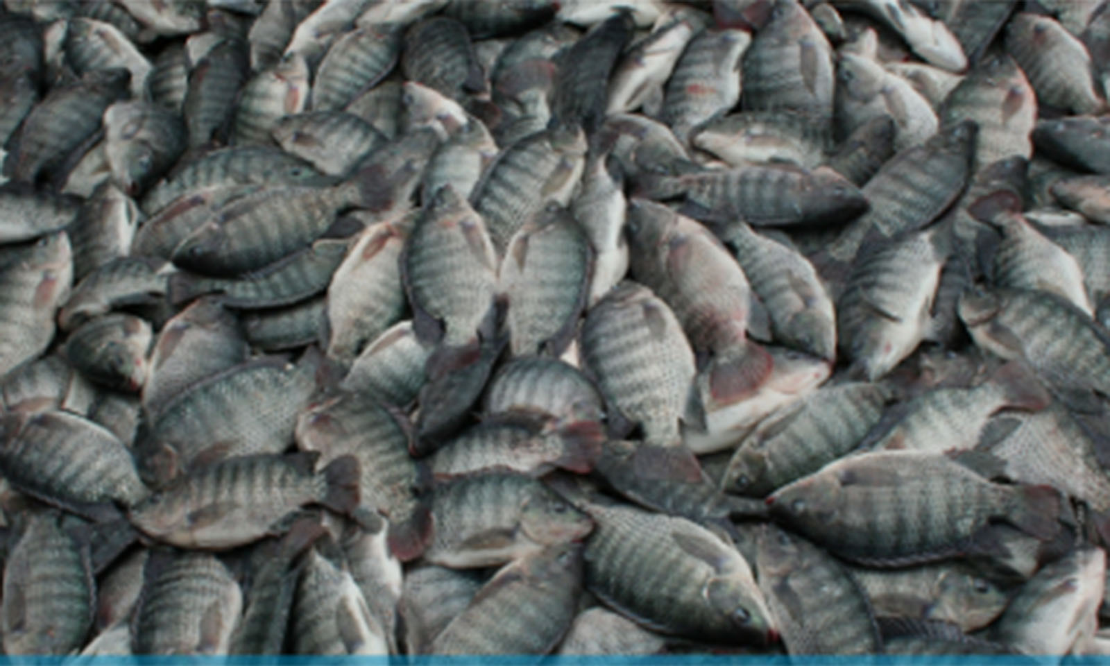 Unlocking opportunities in Zim’s farmed tilapia sector
