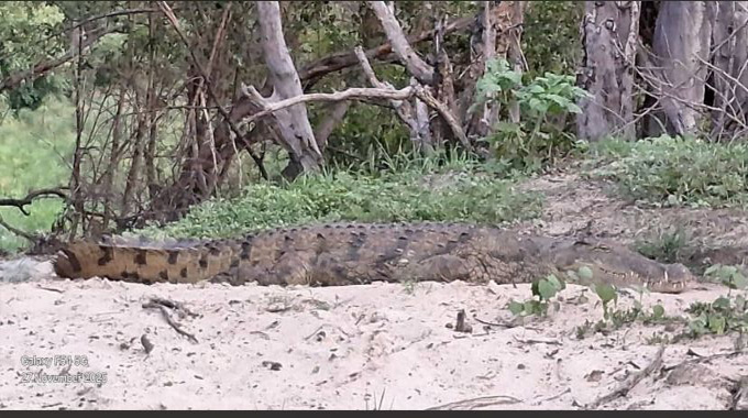 THE QUEEN OF THE ZAMBEZI : Single mother crocodile becomes unlikely star of Victoria Falls cruises