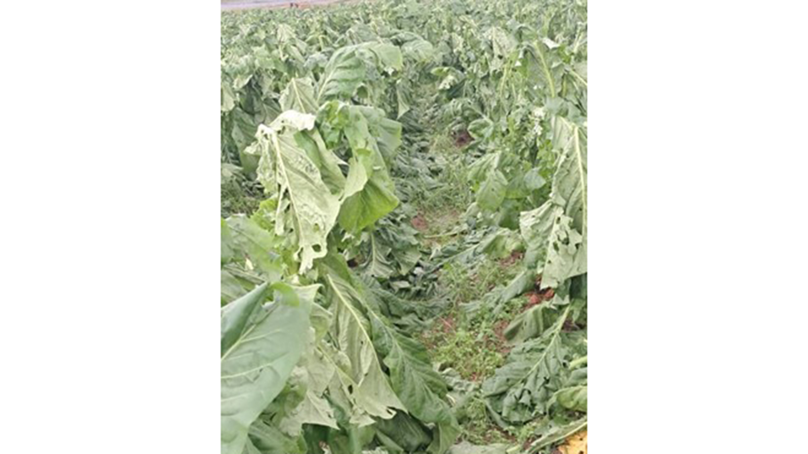 TIMB urges farmers to insure their crop as weather-related threats increase