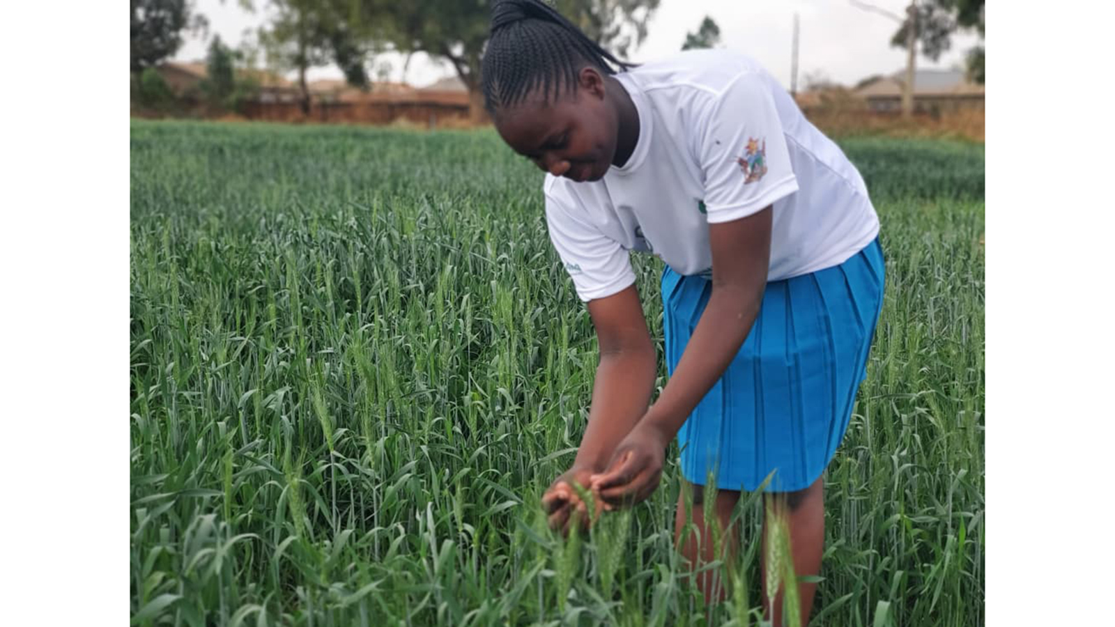 Nation completes new wheat variety trials