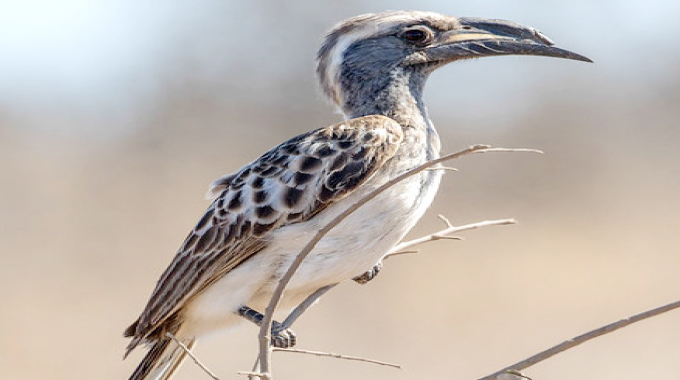 Africa’s forest hornbills face growing threats from unregulated trade, habitat loss