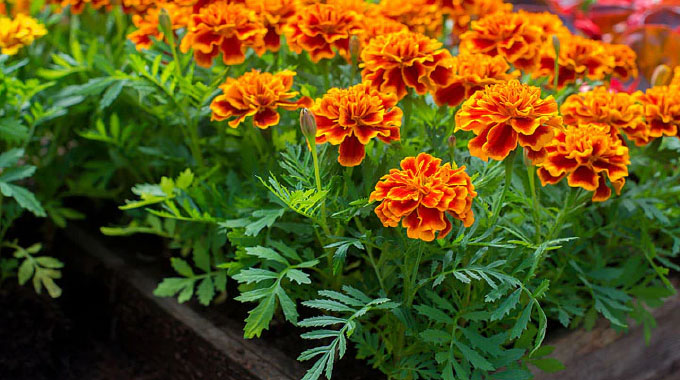 Limani i-marigold iyaphathisa  ukuxotsha izinanakazana