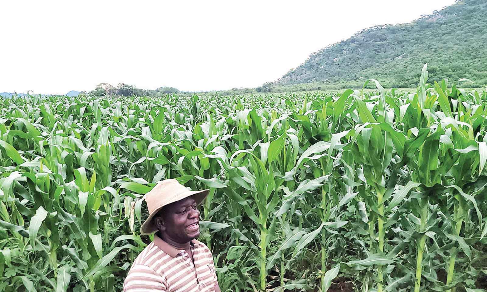330 farmers reap rewards at Romsley Irrigation Scheme