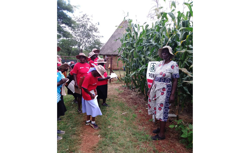 Pfumvudza pioneer’s legacy of rural empowerment