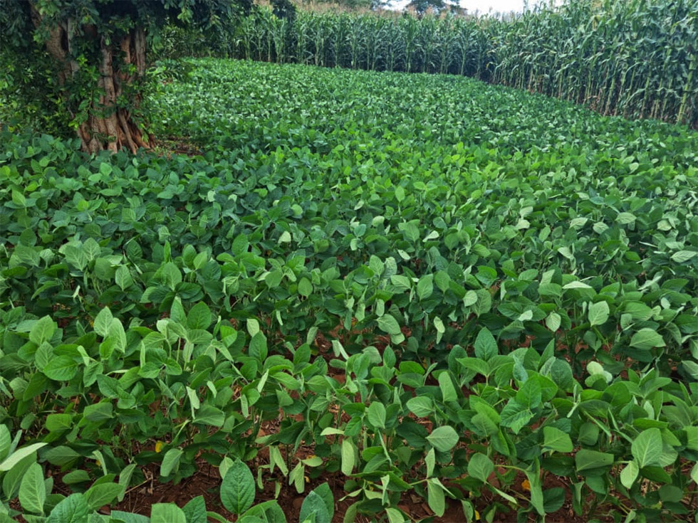 The late Ms Thandiwe Jordan Mukonyora's thriving bean crop