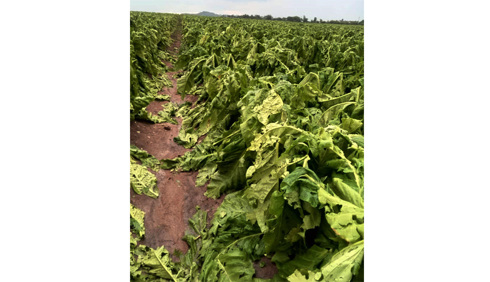 US$4m tobacco crop lost in 10 mins