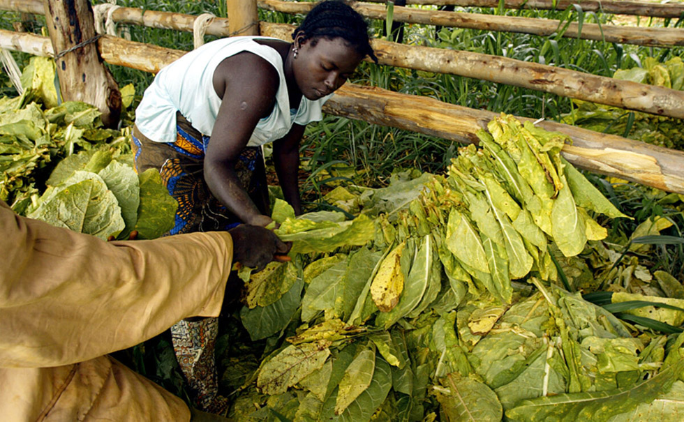 Irrigated tobacco harvesting start