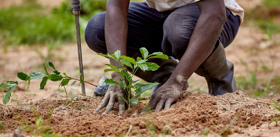This year alone, the province has planted seven million trees, and remained hopeful of reaching the set target of eight million trees
