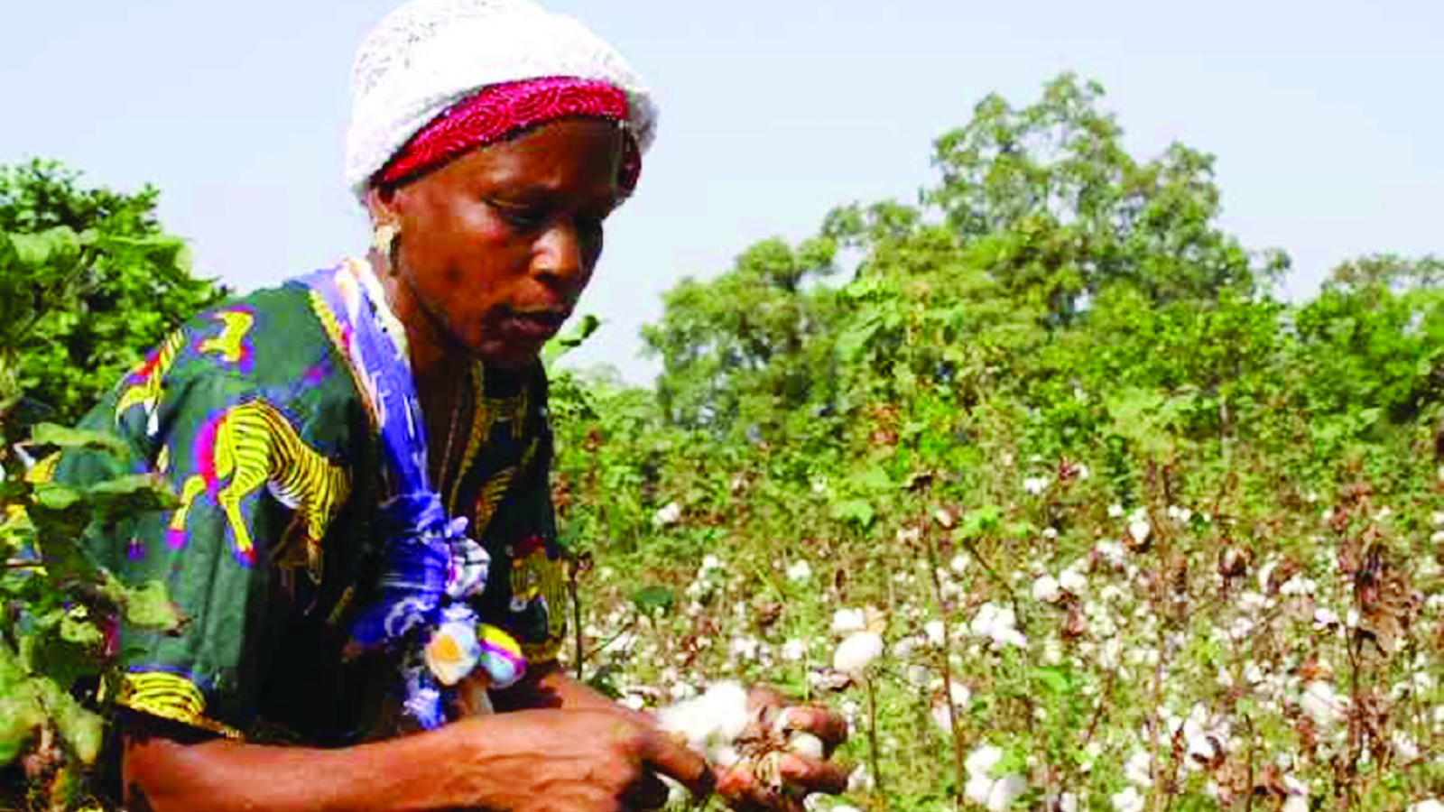 Cotton inputs for 75 000ha disbursed