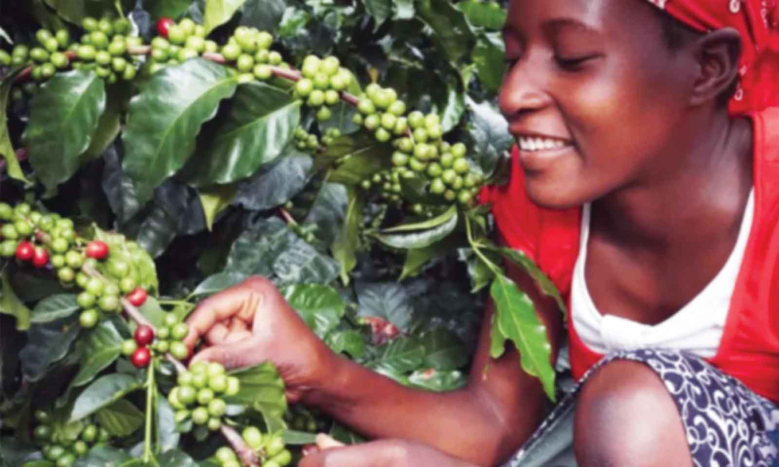 Zim coffee industry ready for major transformation