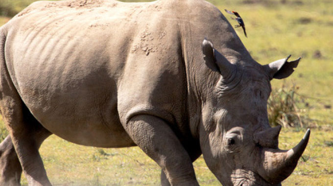 ‘UN Wildlife Agency is destroying Africa’s wildlife’