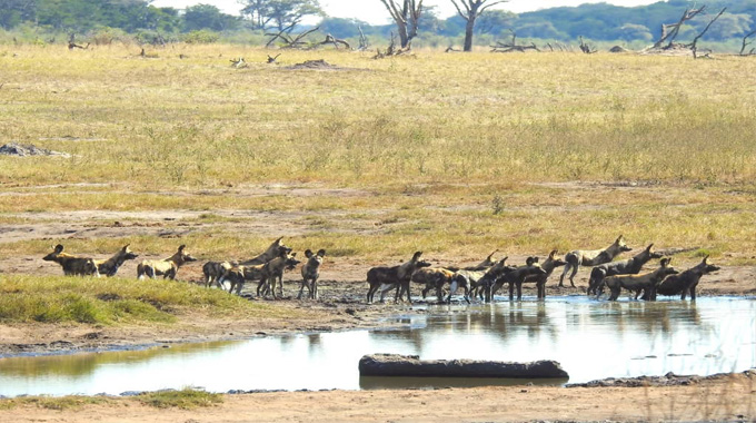 MKHONTO PACK’S STUNNING COMEBACK Zimbabwe’s painted dogs defy extinction in remarkable conservation triumph