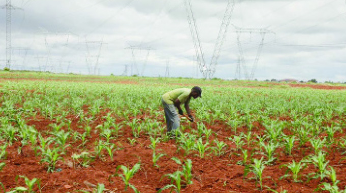 Under electricity pylons farming takes roots in Bulawayo