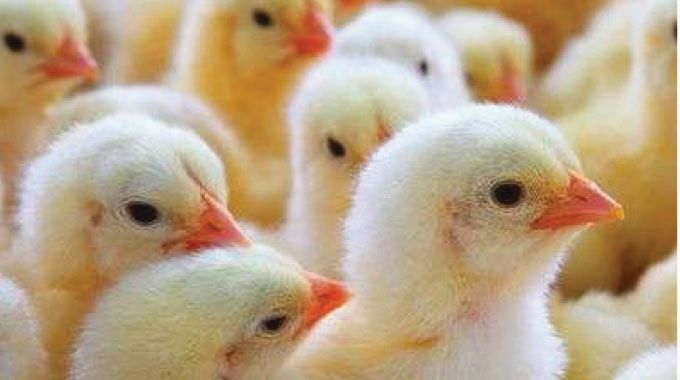 Bulawayo hit by day-old chicks shortage: Farmers cry foul