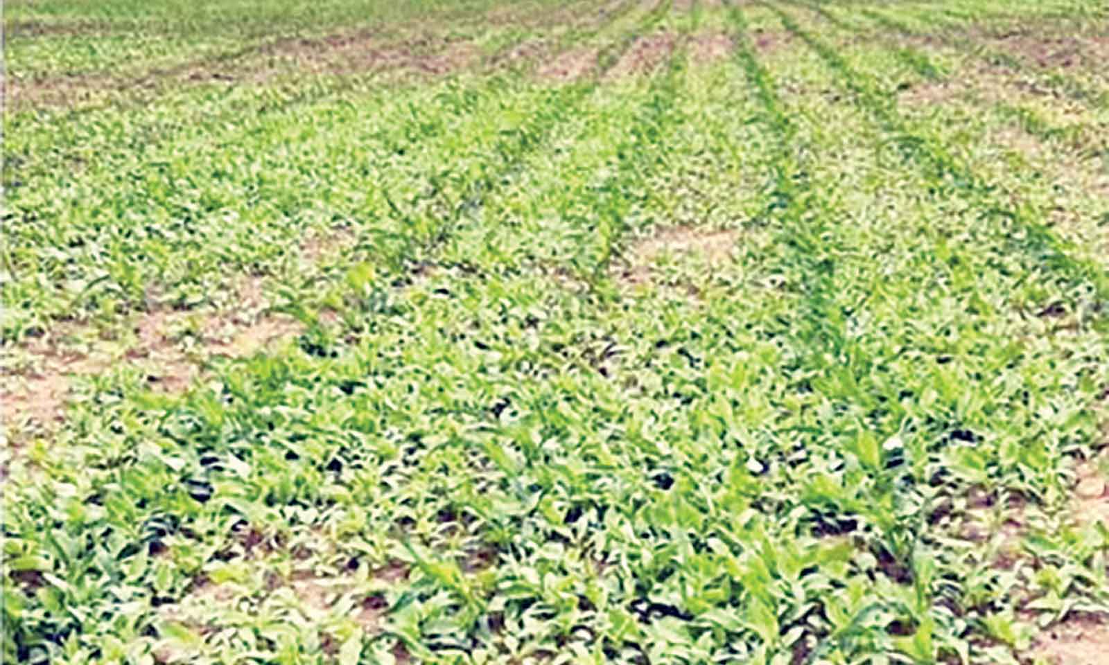 Farmers must act urgently against rain-driven weeds