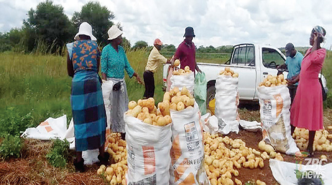 From arid land to greenbelt: Insukamini Irrigation Scheme lifts 126 farmers out of poverty