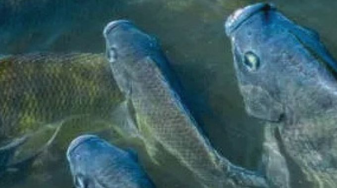 Government hails FAO role towards US$1 billion fish economy