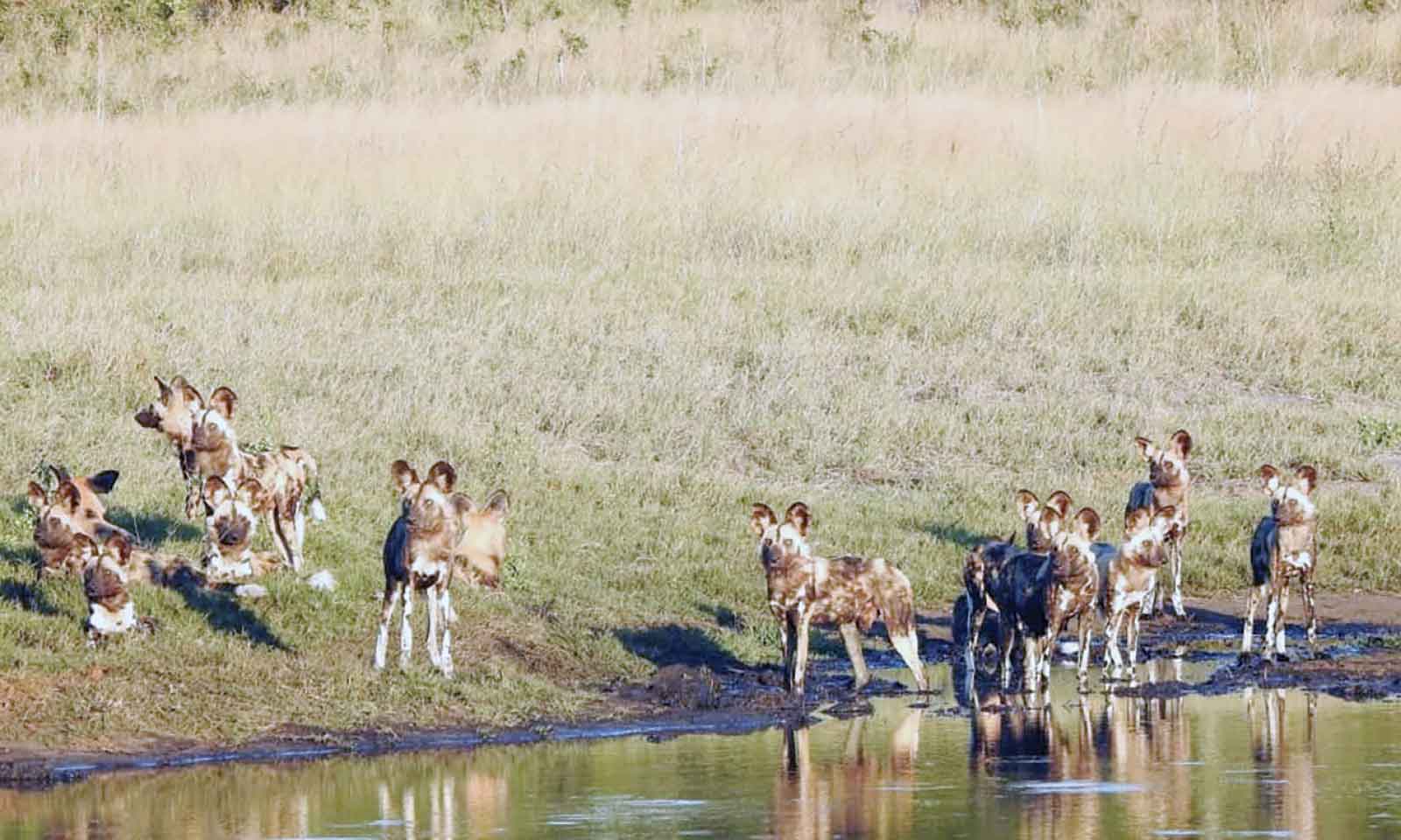 Zim’s painted dogs defy extinction in remarkable conservation triumph