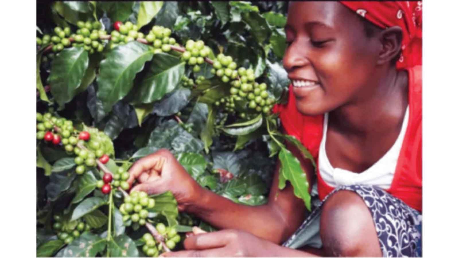 Indasitiri yekofi yagadzirira budiriro huru