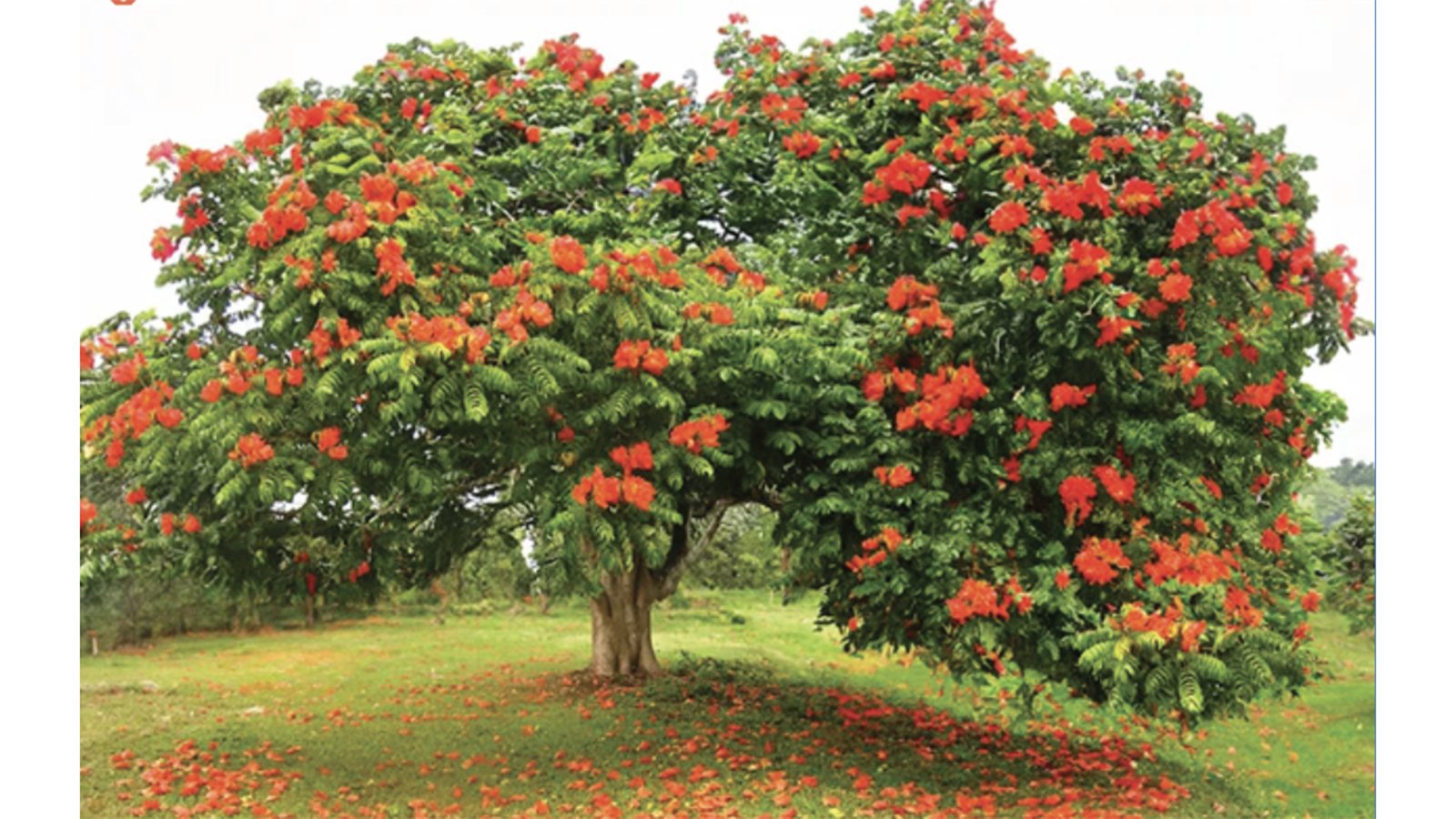 Wonders of the African Tulip!