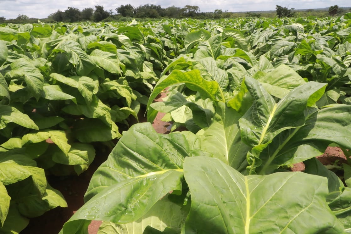 Tobacco exports rake in US$490 million