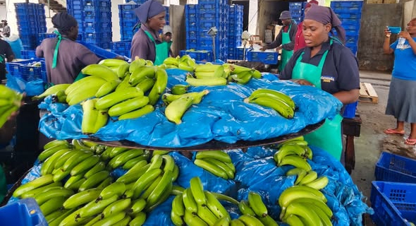 Massive banana production expansion in Burma Valley