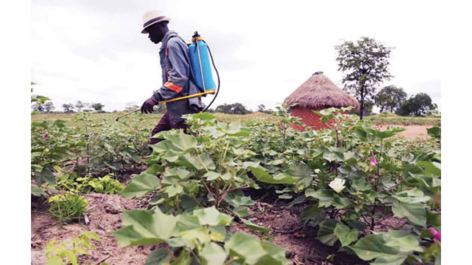 AMA to validate cotton hectarage