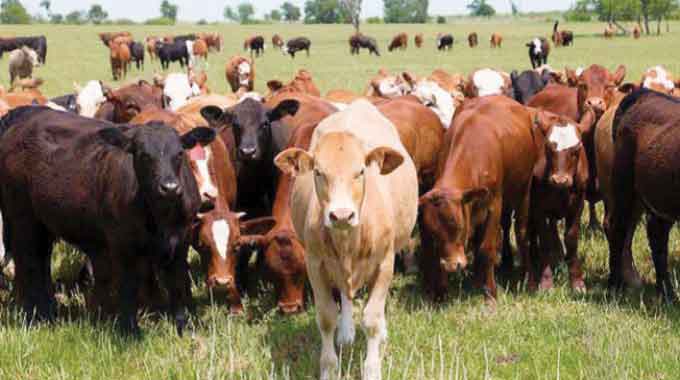 Fighting foot-and-mouth  disease vital in saving national herd