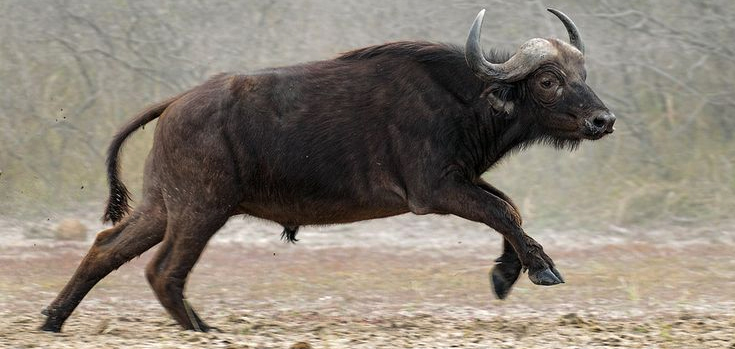 Middle Sabi woman injured in buffalo attack