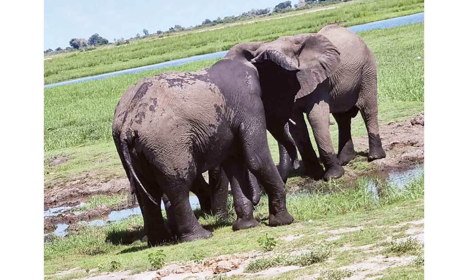 Chobe National Park: Where Africa’s wildlife converges in spectacular harmony