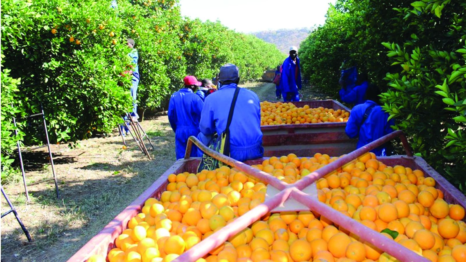 Citrus exports reach US$15m in 10 months to October 2025