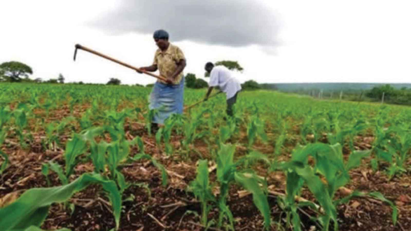Land Tenure Reform: Zimbabwe’s quiet revolution toward economic empowerment