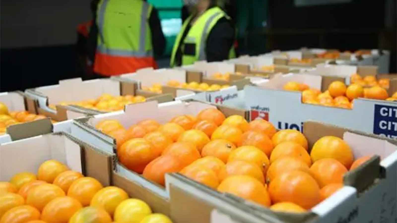 SA fruit shipment arrives in St Petersburg