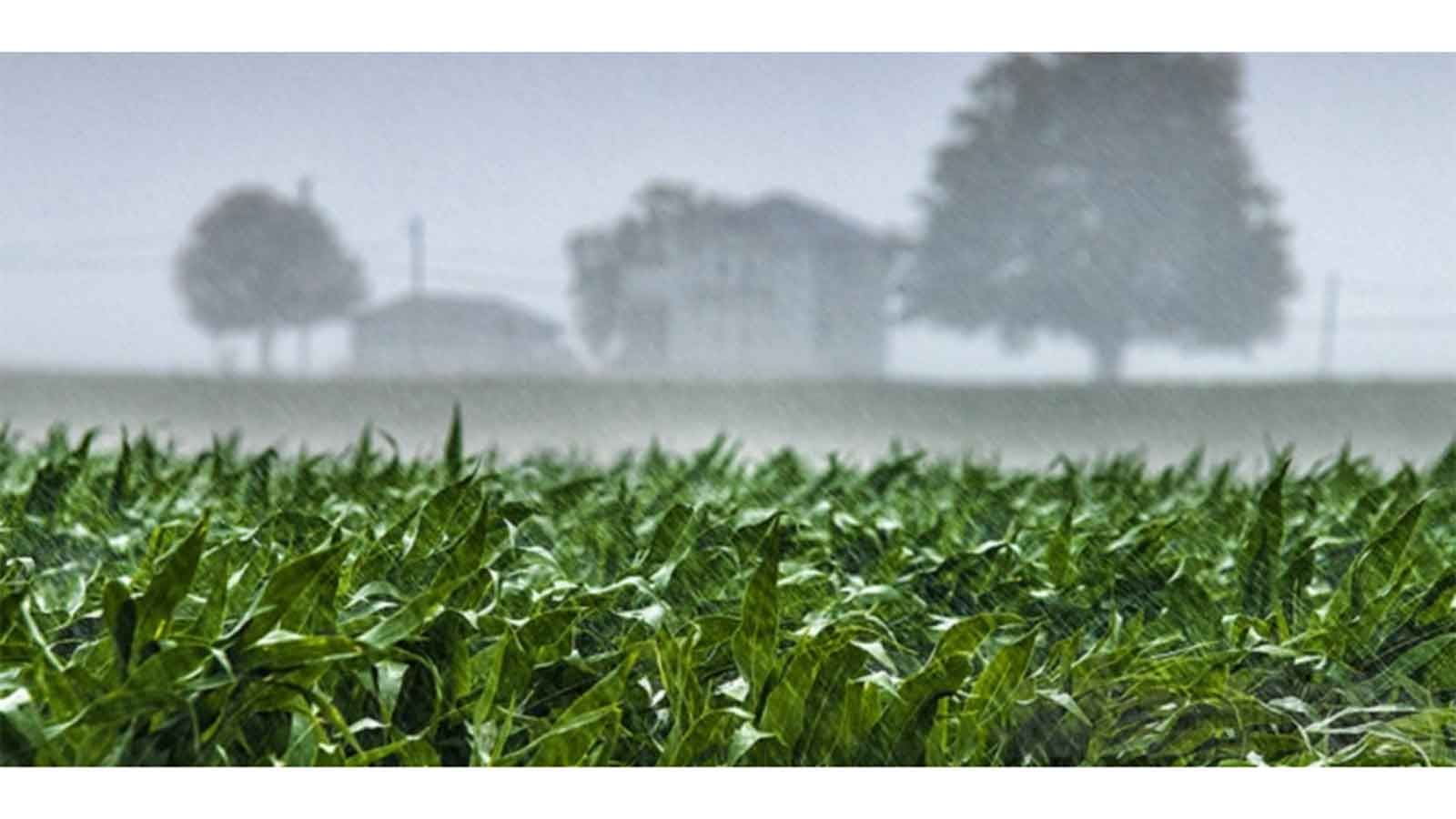 Good rains lift farmers hopes