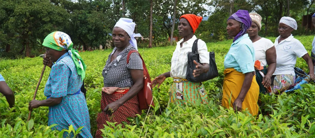 Hundreds of smallholder tea farmers receiving training on modern agricultural practices and access to state-of-the-art tea processing machinery
