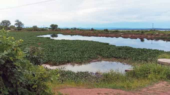 Green crisis unfolds beneath Kariba’s calm waters