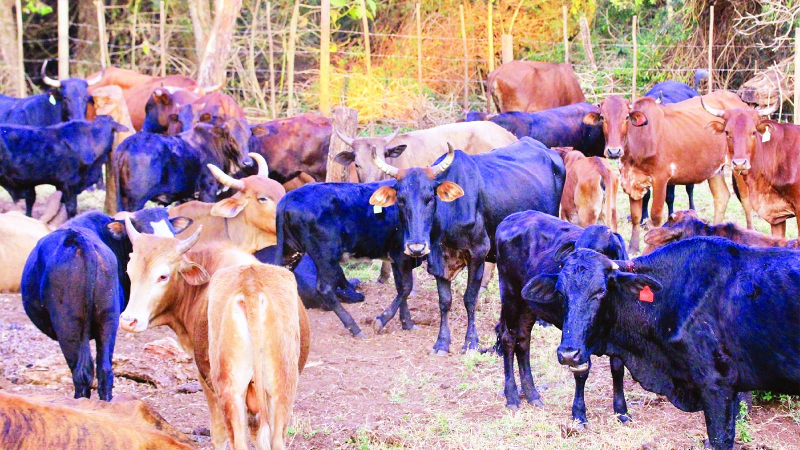 Zim remains largely safe from foot-and-mouth