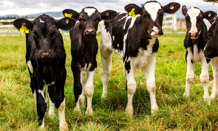 The practice — mating closely related animals — has become widespread, driven largely by limited access to quality breeding stock and persistent financial constraints